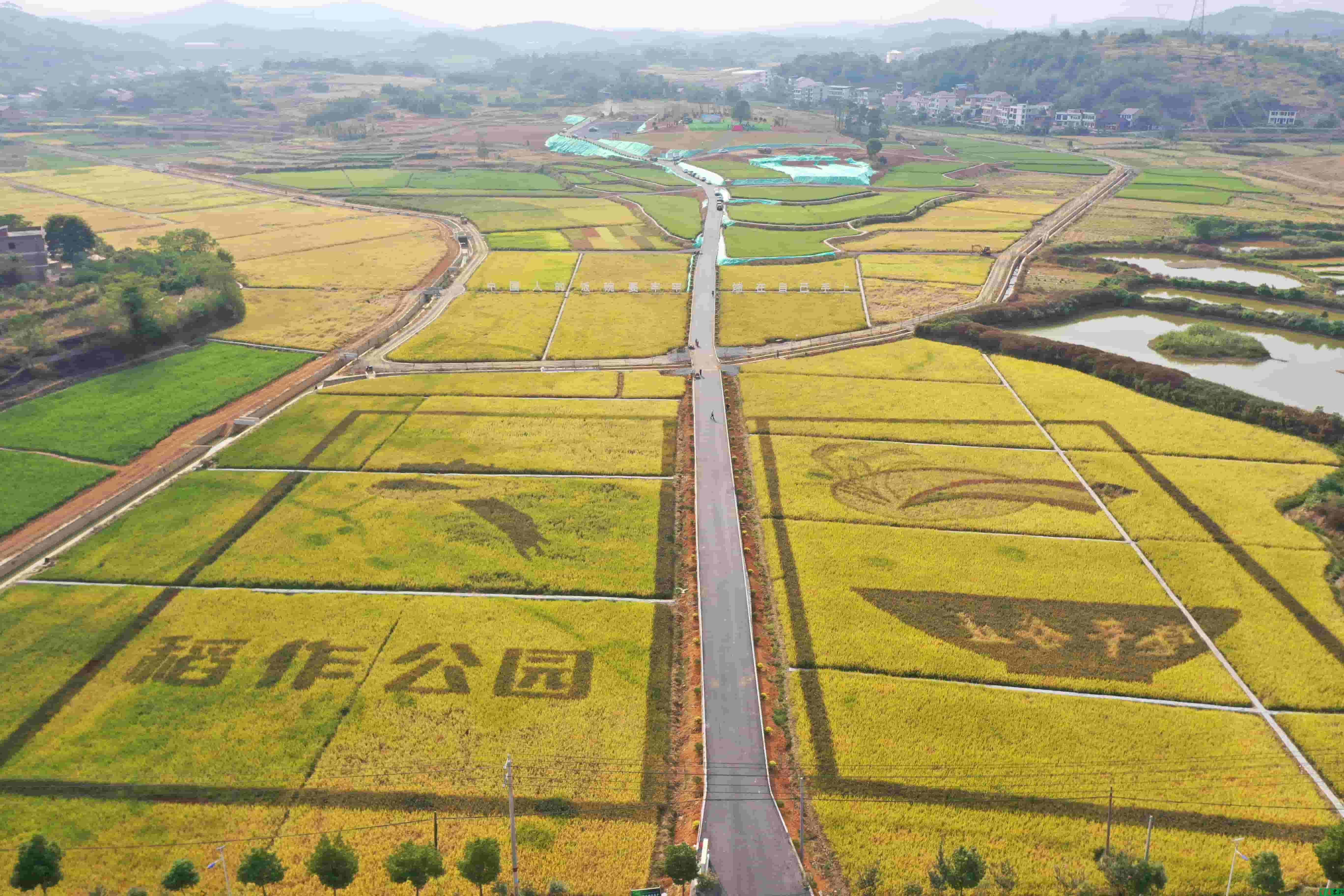 市农科院稻作示范园-tuya.jpg