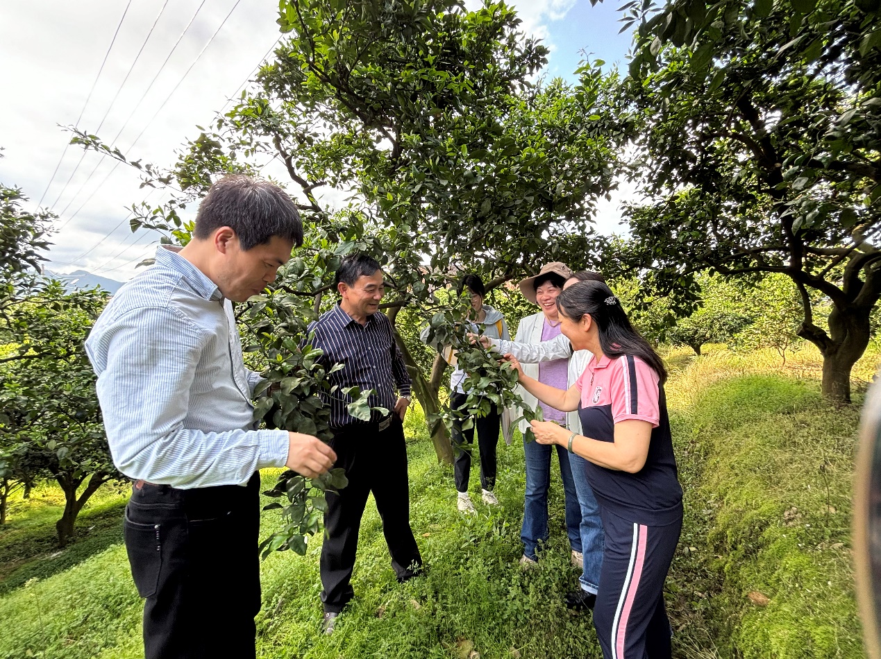 240419国家柑橘产业技术体系专家传经助力邵阳柑橘提质增效1.jpg