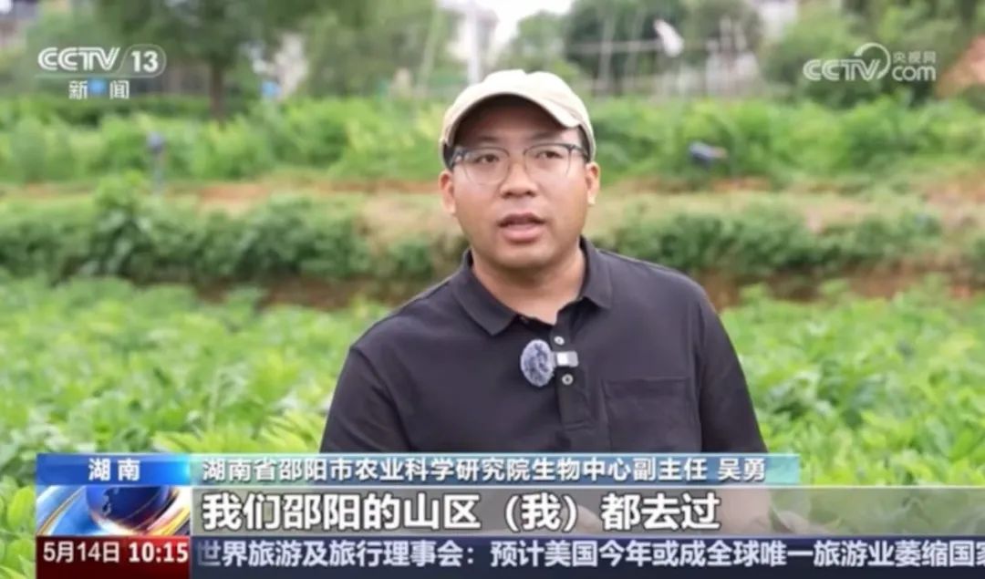 扎根田野，把论文写在大地上！央视点赞我院吴勇：助力邵阳玉竹产业高质量发展